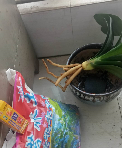 君子兰烂根了，能用医用酒精给它根部消毒吗？