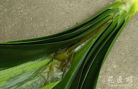 君子兰病虫害防治方法(图)