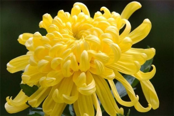 菊花修剪在几月份 什么时候修剪好