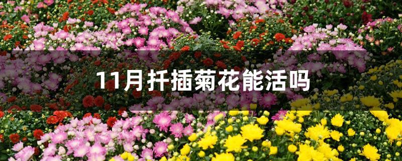 11月扦插菊花能活吗