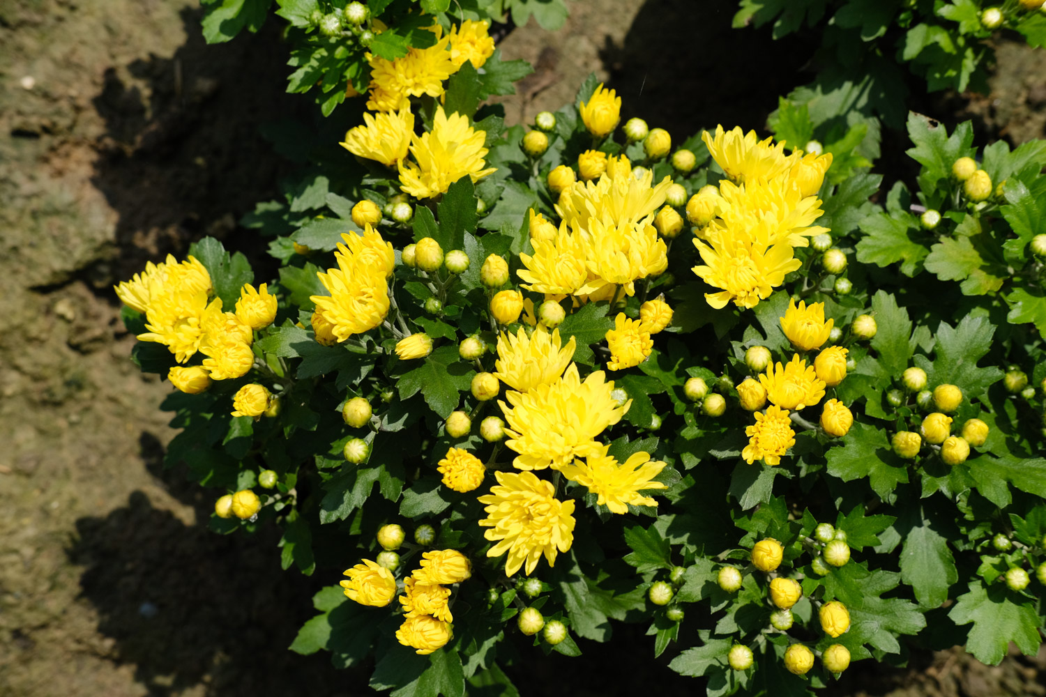 11月扦插菊花能活吗