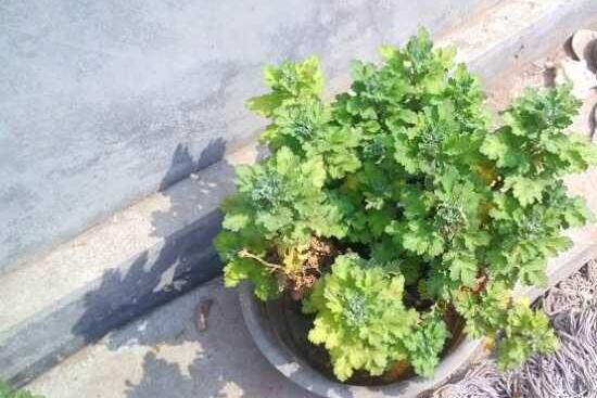 菊花叶子发黄怎么办，控制浇水注意施肥/发现病虫害用药喷