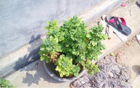 菊花叶子发黄怎么办，控制浇水注意施肥/发现病虫害用药喷
