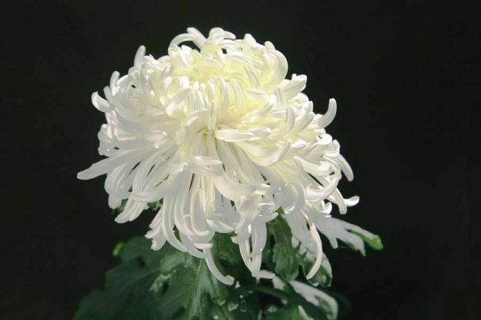 菊花图片祭奠亲人