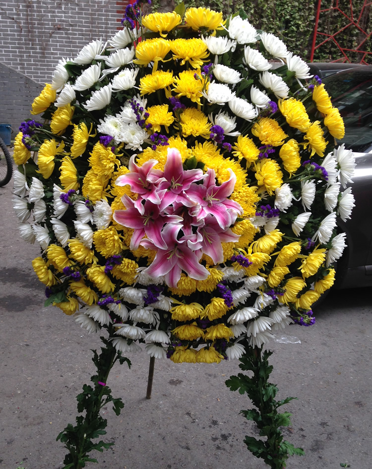 白菊花图片祭奠图片