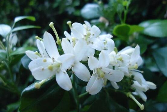 九里香不开花原因（四种）