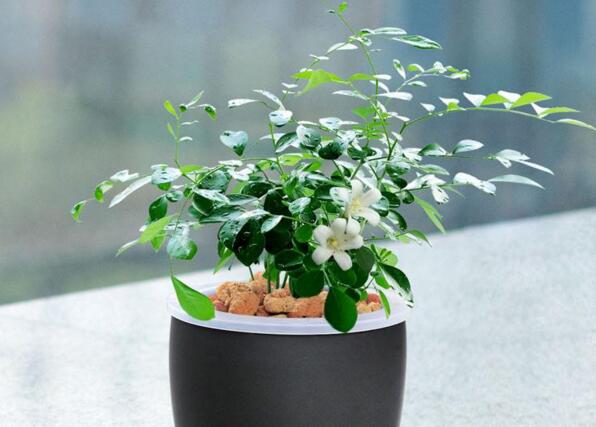 九里香不开花原因（四种）