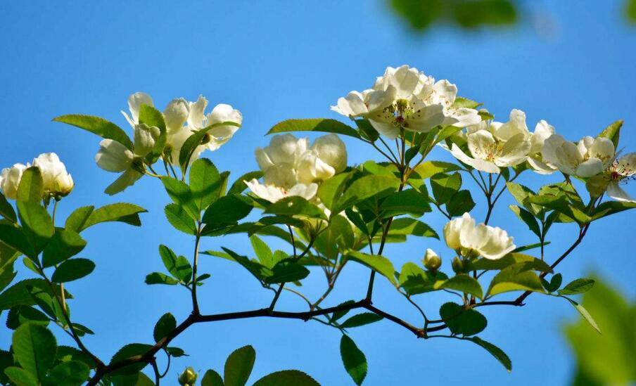 九里香不开花原因（四种）