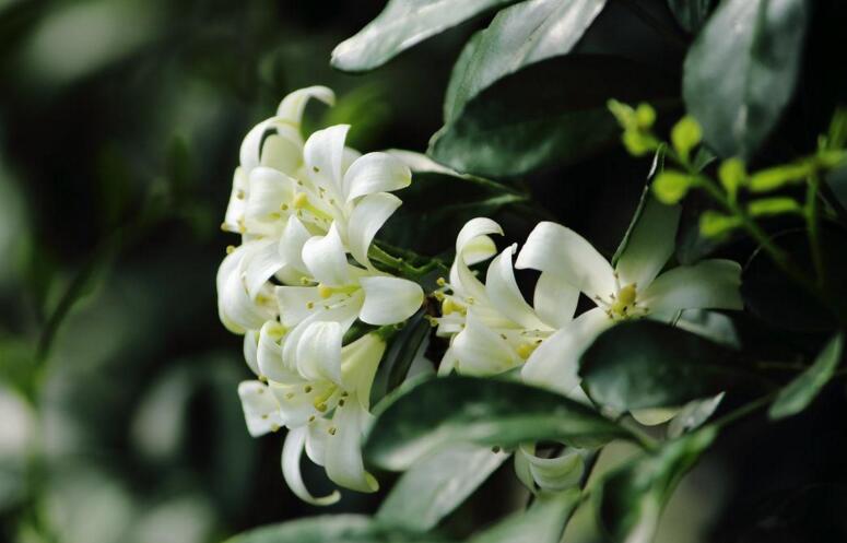 九里香不开花原因（四种）