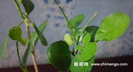 九里香掉叶子怎么回事，6原因和处理方法