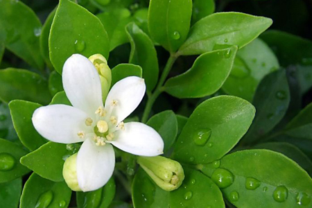 九里香什么时候开花，不开花怎么办？