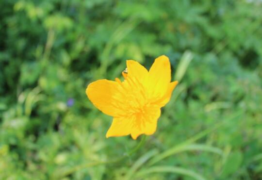 金莲花的花语是什么，金莲花的传说故事/孤寂之美