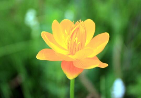 金莲花的花语是什么，金莲花的传说故事/孤寂之美