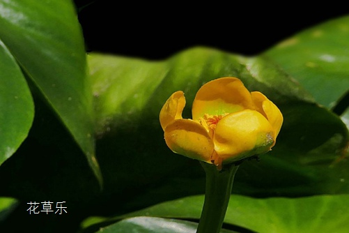 黄金莲的功效和作用，最熟悉而陌生的水中植物
