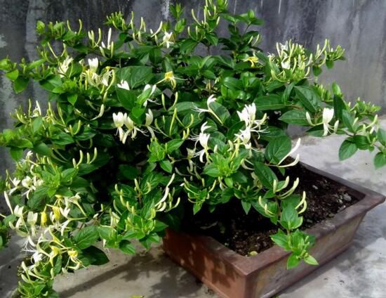 盆栽金银花的种植方法，教你种出美丽的金银花