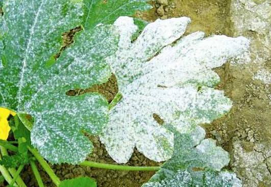 金苞花病虫害防治方法