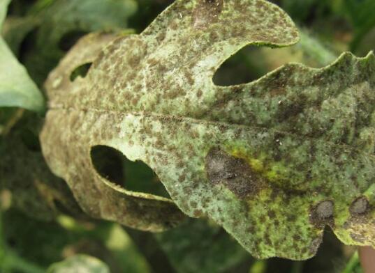 金苞花病虫害防治方法
