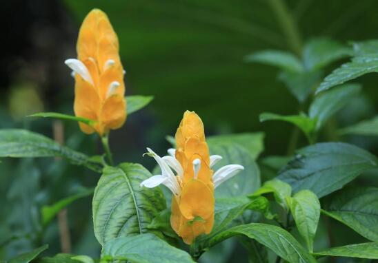 金苞花病虫害防治方法
