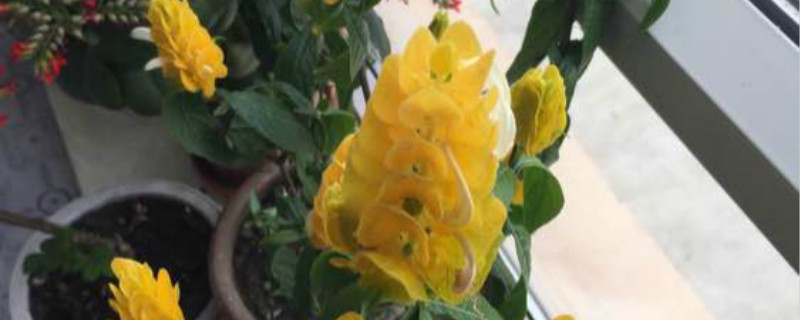 如何给金苞花浇水