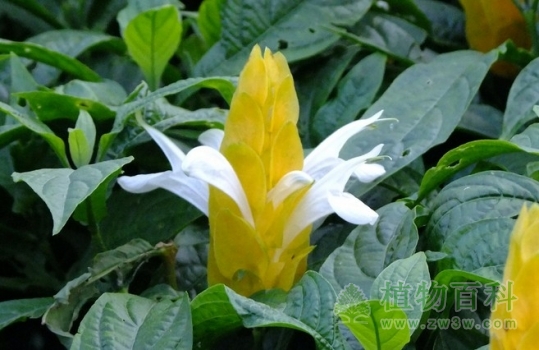【认识金苞花】金苞花简介