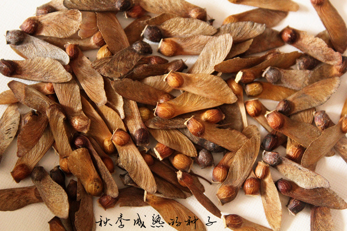 鸡爪槭的播种方法,其实并不难