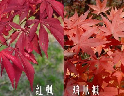 鸡爪槭的种植方法 和红枫的区别