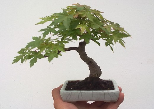 鸡爪槭盆景繁殖嫁接技术