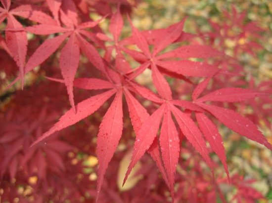 鸡爪槭秋天才会变红，红枫一年四季均为红色