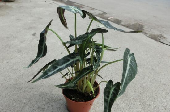 竹芋怎么养，竹芋的养殖方法和注意事项/调控温度勤浇水