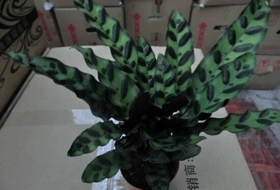 竹芋怎么养，竹芋的养殖方法和注意事项/调控温度勤浇水