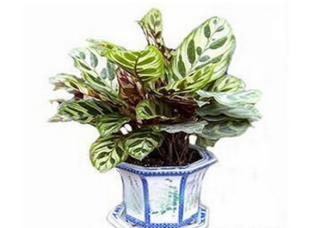 孔雀竹芋能晒太阳吗
