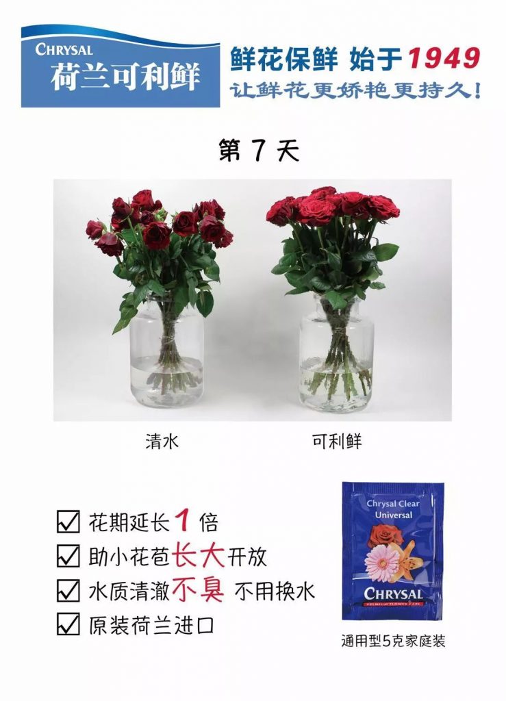 康乃馨怎么醒花？康乃馨的养护知识
