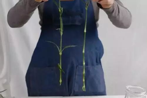 康乃馨怎么醒花？康乃馨的养护知识