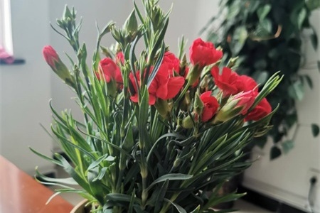 康乃馨开花后怎么处理，开花后怎么养