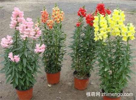 金鱼草怎么养才能开花，做好5点不用担心不开花