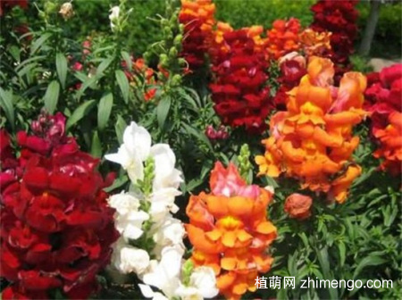 金鱼草怎么养才能开花，做好5点不用担心不开花