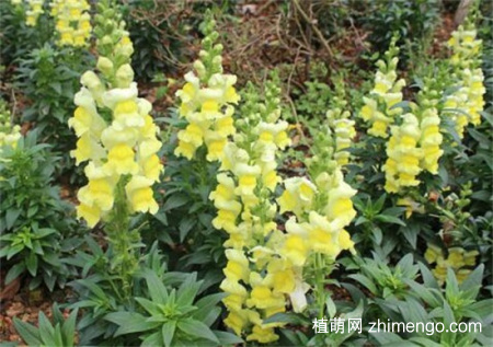 金鱼草怎么养才能开花，做好5点不用担心不开花
