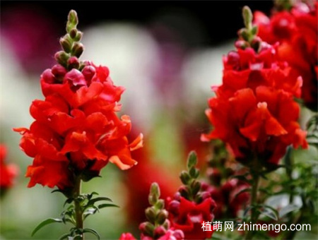 金鱼草怎么养才能开花，做好5点不用担心不开花