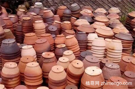 金鱼草怎么养才能开花，做好5点不用担心不开花
