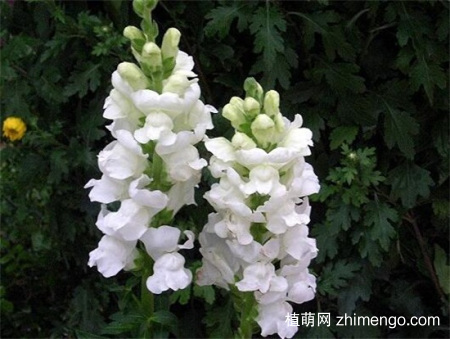 金鱼草怎么养才能开花，做好5点不用担心不开花