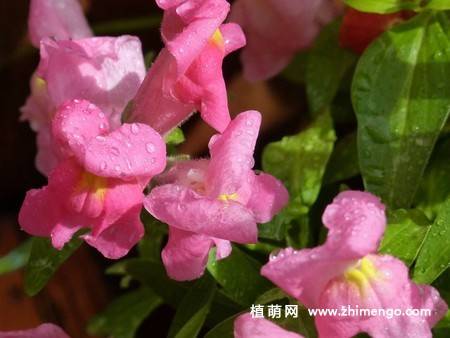 14张金鱼草图片