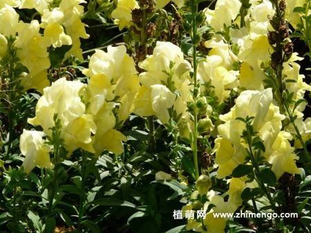 14张金鱼草图片
