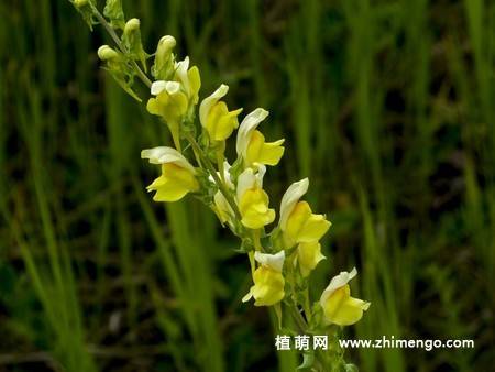 14张金鱼草图片
