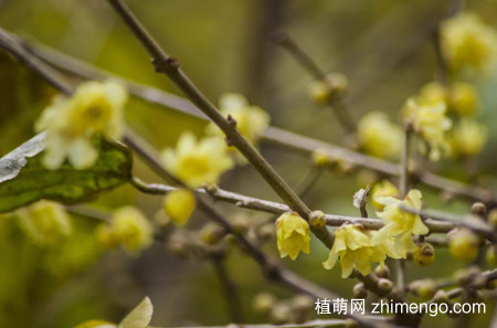 腊梅不开花是什么原因？别急，有可能是这几个原因！