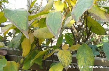 腊梅不开花是什么原因？别急，有可能是这几个原因！