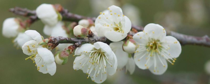 腊梅的花语和象征意义（不同颜色花语不同）