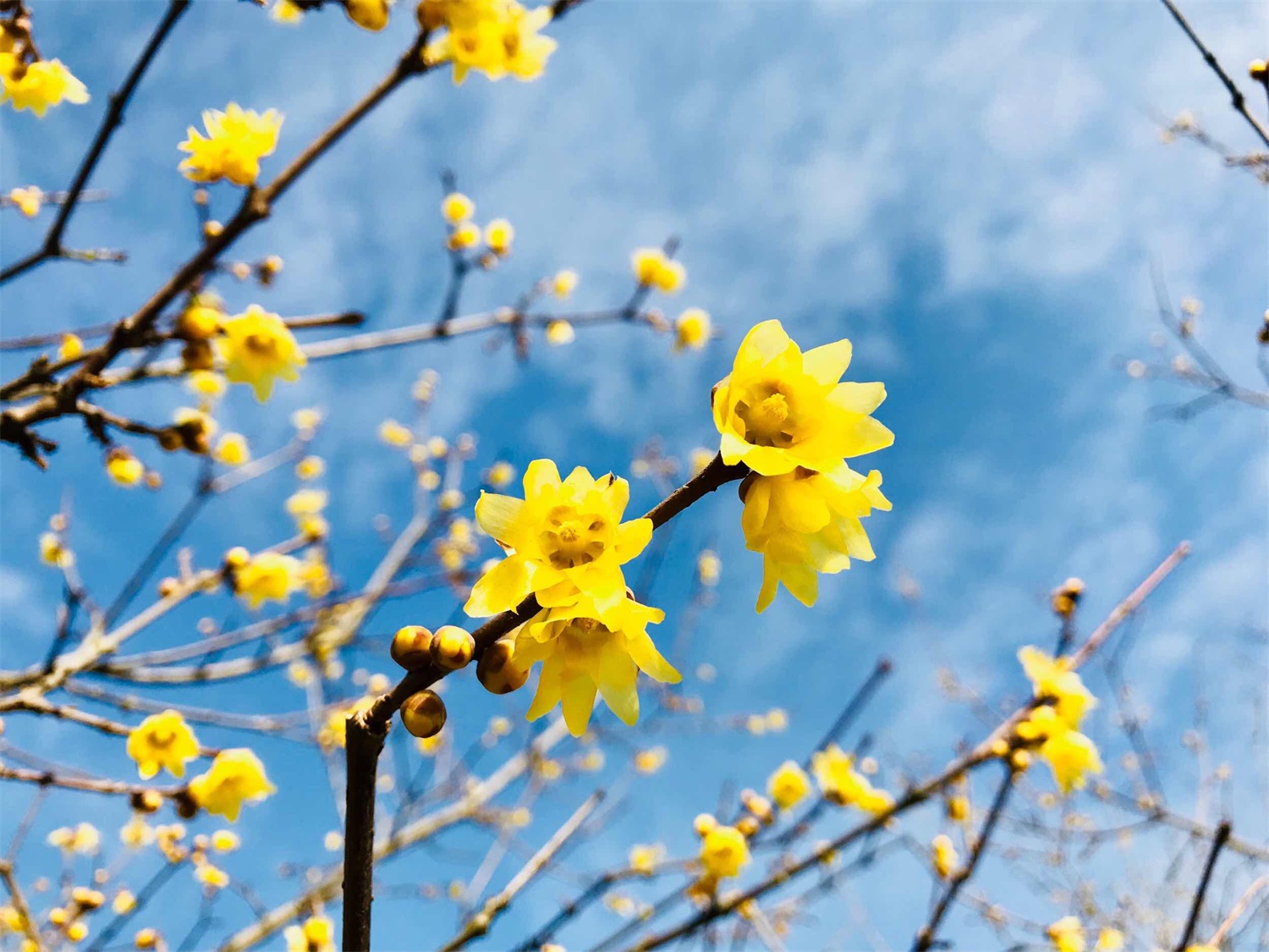 腊梅的花语和象征意义（不同颜色花语不同）