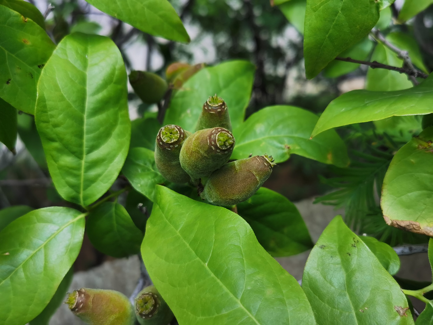 腊梅的花语和象征意义（不同颜色花语不同）
