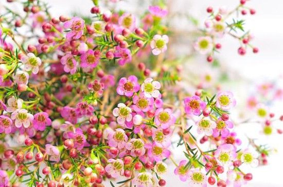 腊花的花语和寓意(腊梅的花语和寓意是什么)