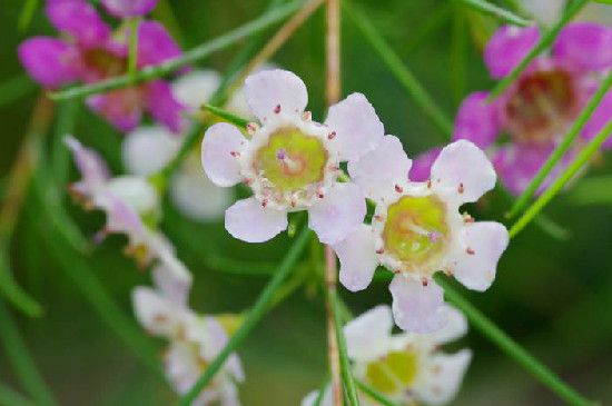 腊花的花语和寓意(腊梅的花语和寓意是什么)